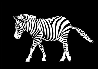 Vector zebra isolated on black, graphical illustration