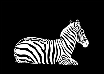 Vector zebra isolated on black, graphical illustration