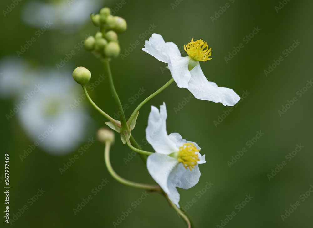 Wall mural swampland swag, portrait sagittaria latifolia or cuneata, arumleaf arrowhead