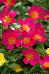 Purslane, pink flowers in the garden