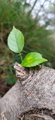The cuteness of nature what a plant 