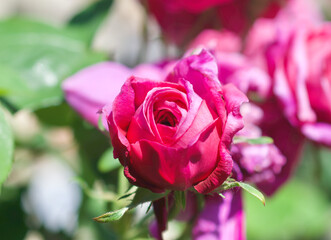 Delicate deep Pink rose 1