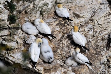 Gannets and chicks