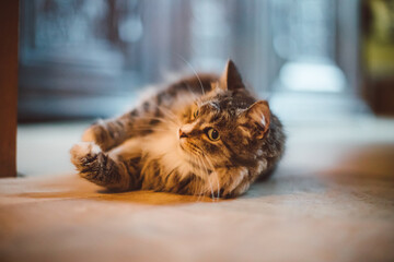 Playful cat