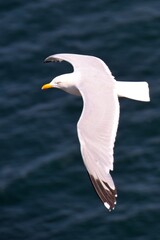 seagull in flight