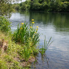 Schwertlilien (Iris) an der Lippe, Ruhrgebiet, Nordrhein-Westfalen, Deutschland, Europa