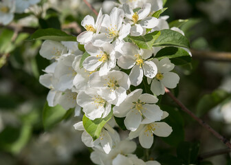 White flowers of a wild apple tree, spring day.