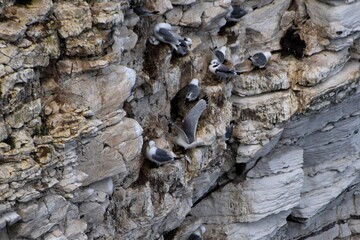 sea birds nesting on cliff