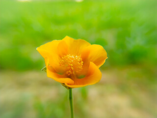 Blossoming abutilon indicum flower on green background