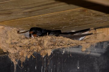 Swallow Nesting