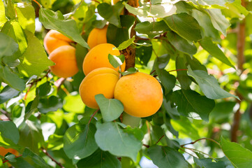 Peaches tree. Close up fresh peaches on a branch in rural landscape. peach juice promo