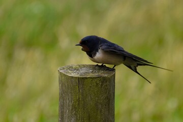 Swallow Perching