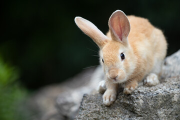 野生の仔ウサギ -うさぎの楽園 大久野島-