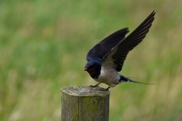 Swallow landing