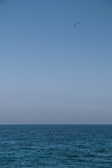View on the sea and a seagull - obrazy, fototapety, plakaty