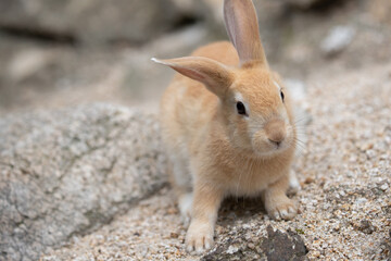 野生の仔ウサギ -うさぎの楽園 大久野島-