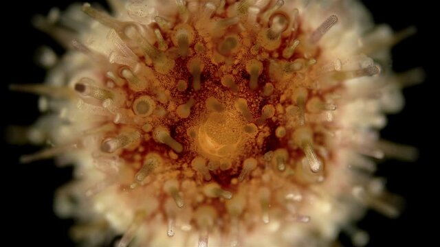 sea urchin Echinoidea, under a microscope, type Echinodermata. The legs of the dorsal side have been transformed into organs of touch and respiration, and the anus is also in the center of the aboral 