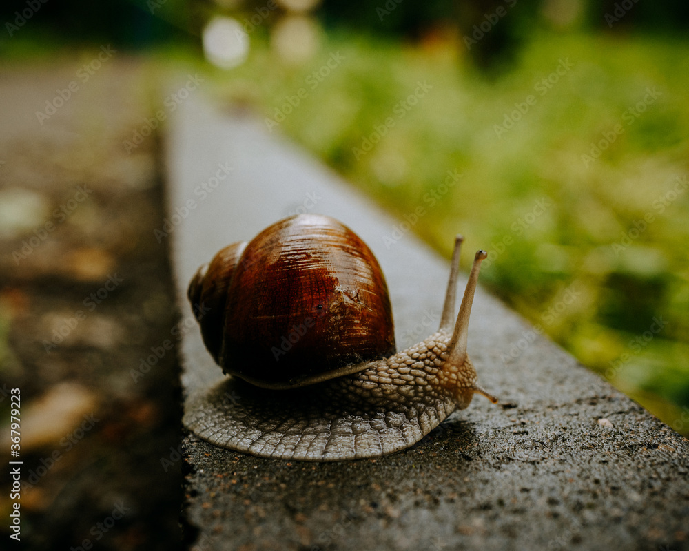 Wall mural snail on the leaf