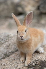 野生の仔ウサギ -うさぎの楽園 大久野島-