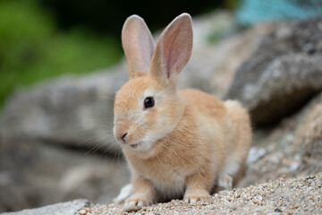 野生の仔ウサギ -うさぎの楽園 大久野島-