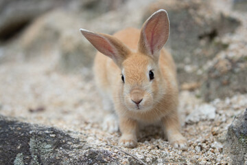 野生の仔ウサギ -うさぎの楽園 大久野島-