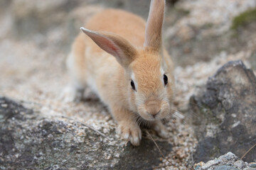 野生の仔ウサギ -うさぎの楽園 大久野島-