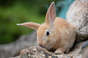 野生の仔ウサギ -うさぎの楽園 大久野島-