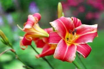 Fototapeta na wymiar Red Lilium in the garden. Blooming lily in the summer. The pollen on the flowers