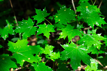 green maple leaves after rain