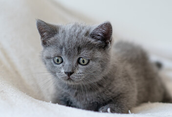 Portrait of cute blue british short hair kitten blue eyes. Selective  focus.
