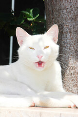 white furry cat with yellow eyes is lying on a rock
