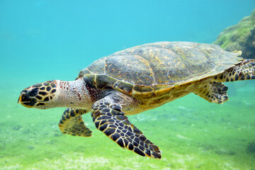 Wonderful Tortoi