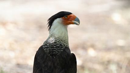 Portrait of a Crested Caracara (Caracara cheriway), Costa Rica