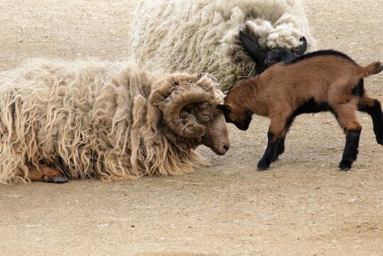 altes Schaf spielt mit junger Ziege