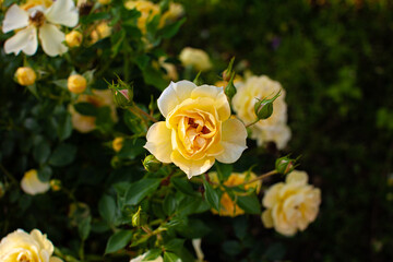 Yellow rose flower and buds in the summer garden