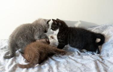 Cute and funny  british short hair kittens play toghether 