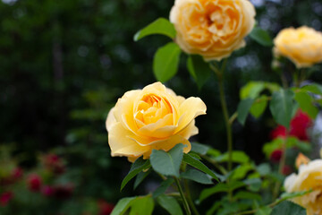 Yellow rose flowers and in the summer garden