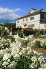 一本木公園のバラ