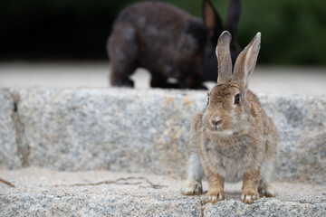 野生のウサギ -うさぎの楽園 大久野島-
