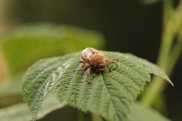 brązowy  owad  chrabąszcz  na  zielonym  liściu