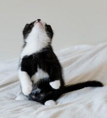 Bicolor british shorthair kitten, cute paws. black and white cat