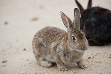 Fototapeta premium 野生のウサギ -うさぎの楽園 大久野島-