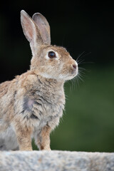 野生のウサギ -うさぎの楽園 大久野島-