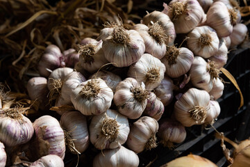 A bunch of garlic on the market