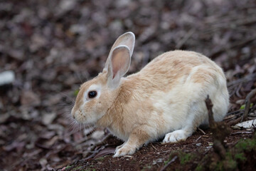 野生のウサギ -うさぎの楽園 大久野島-