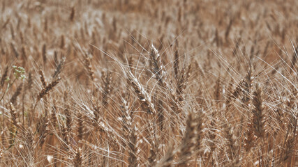 field of wheat. background. agricultural industry