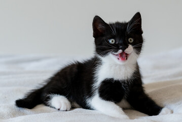 Bicolor british shorthair kitten, cute paws. black and white cat