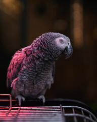 parrot 