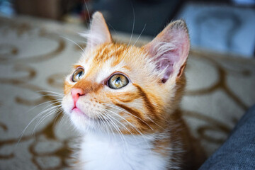 Rudy kot patrzący się pięknymi oczami w górę - obrazy, fototapety, plakaty