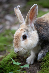 野生のウサギ -うさぎの楽園 大久野島-